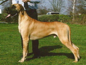 Ch Calomar Total Stardom ShCM
