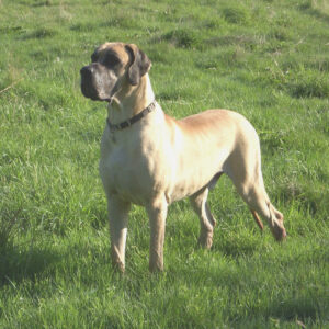 Ch Clentry Jazz Man For Muirdane ShCM