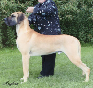 Ch Jaydania Just A Showman JW