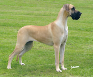 Ch Myhalston Morgan La Faye at Mintrex