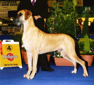 Ch Myhalston Mr Malachi